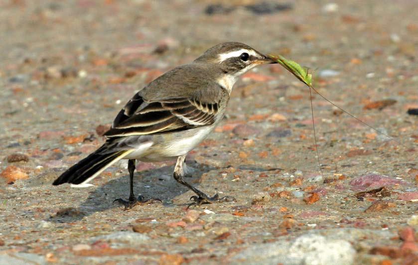 Note prominent supercilium and uniform ear-coverts, suggesting Green-headed Wagtail M taivana.