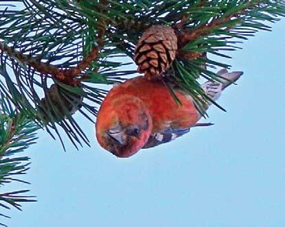 uk) Kees Roselaar (in litt) commented as follows: My main identifiers (and the only reliable ones apart from sounds) to separate rubrifasciata from Two-barred Crossbill are sum of bill depth and