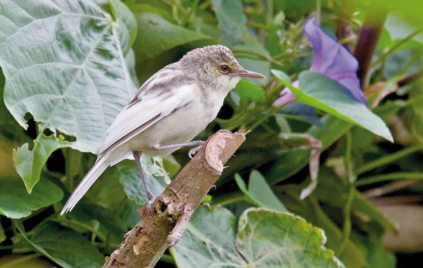 Varia Endemic landbirds of Pitcairn and Henderson, South Pacific East of the Tuamotu archipelago in French Polynesia lies the Pitcairn island group, administratively part of the British Commonwealth.