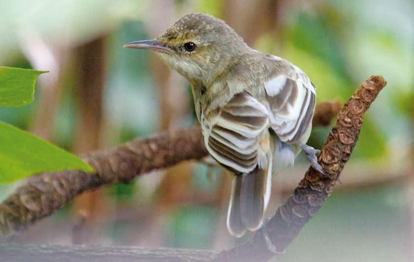 Varia 431-432 Pitcairn Reed Warbler /