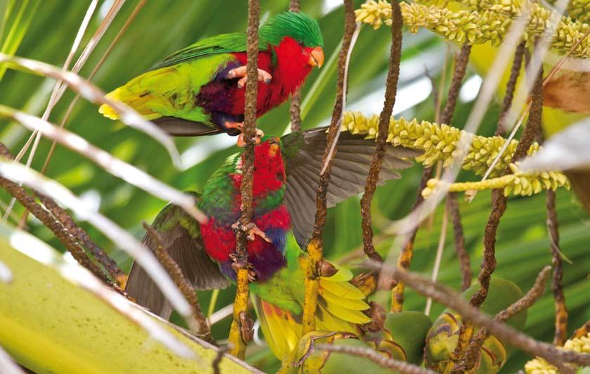 Howell) 439 Stephen s Lorikeet / Stephens Lori Vini 