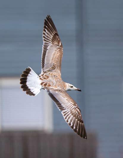 (Martin van der Schalk) 445 Pallas s Gull / Reuzenzwartkopmeeuw Larus