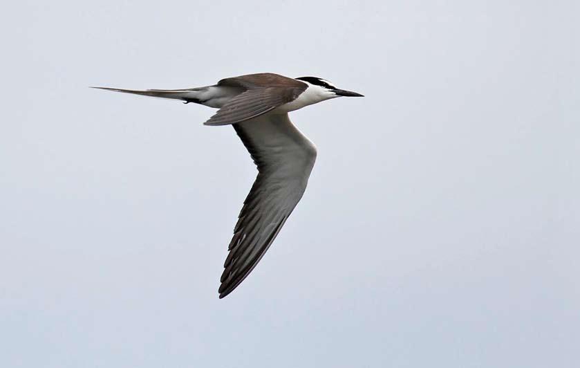 WP reports 447 Bridled Tern / Brilstern Onychoprion anaethetus, adult