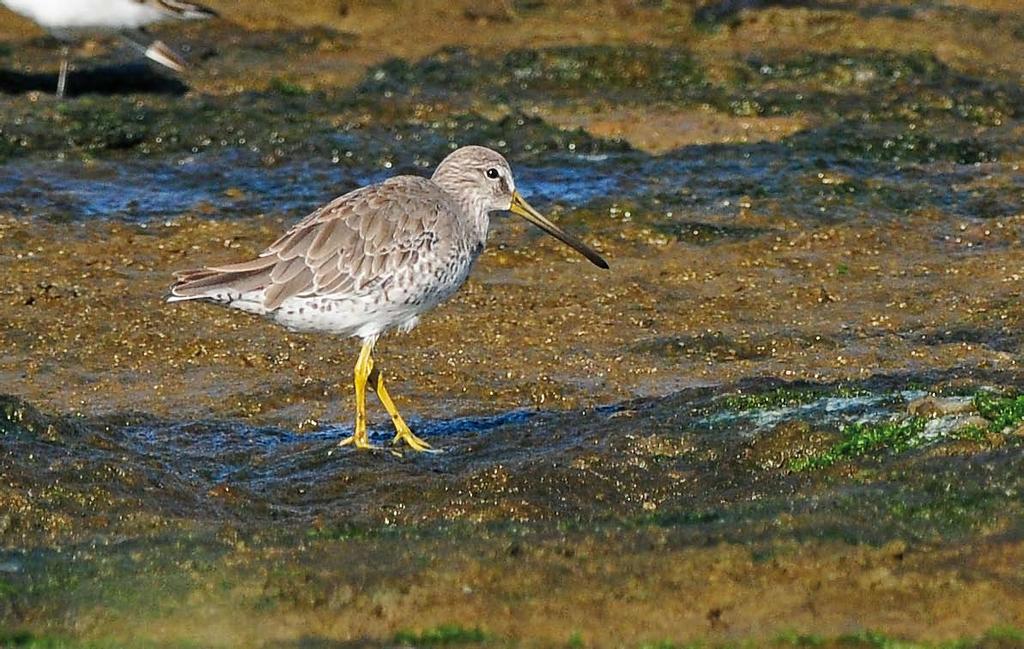 Kennerley) cf Dutch Birding 36: 273, 2014 448 Short-billed Dowitcher /