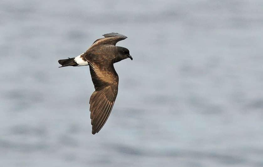 WP reports 449 Monteiro s Storm Petrel / Monteiro s Stormvogeltje