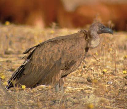 WP reports 451 White-backed Vulture / Witruggier Gyps africanus, Garducho, Mourão, Portugal, 25 August 2014 (Catarina Machado) 452 Greater Spotted Eagle / Bastaardarend Aquila clanga, Blåvand,