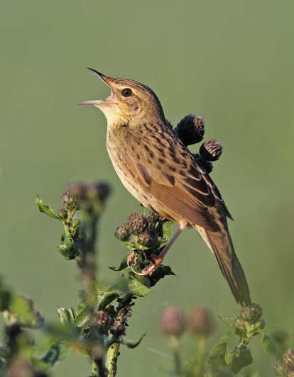 Lameris) 462 Lanceolated Warbler / Kleine Sprinkhaanzanger