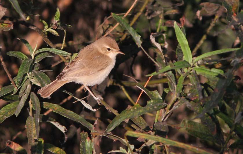 July 2014 (Karri Kuitunen) 463 Booted Warbler / Kleine Spotvogel