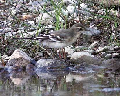 Eastern yellow wagtails in Europe: identification and vocalisations TABLE 1 English and Dutch names and taxonomy of yellow wagtail Motacilla complex followed in this paper, in IOC (Gill & Donsker