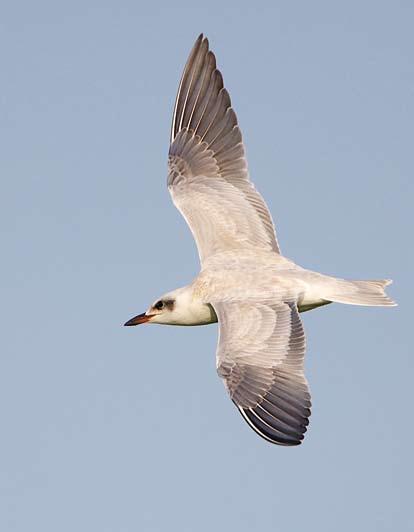 478 Witvleugelsterns / White-winged Terns Chlidonias leucopterus, adult en