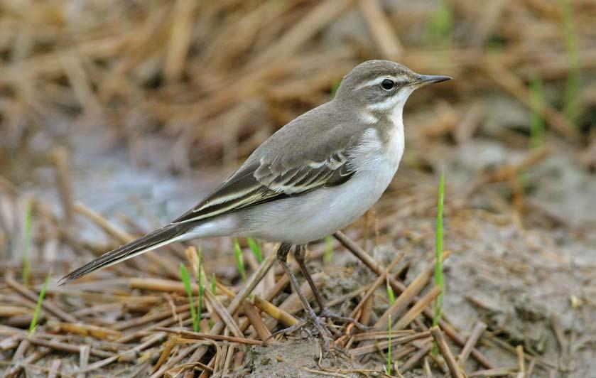 Eastern yellow wagtails in Europe: identification and vocalisations common in, eg, beema, tschutschensis and taivana (Alström et al 2003).