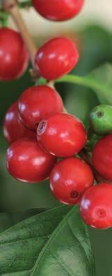 De Robusta koffie werd in 1889 ontdekt in de Kongo. Deze is wat gevoeliger voor kou en wordt in grote hoeveelheden geteeld in Vietnam, Indonesië, Uganda, en Ivoorkust.
