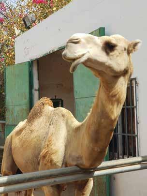 Wist je dat... - Een volwassen kameel wel 450 tot 700 kilo kan wegen.