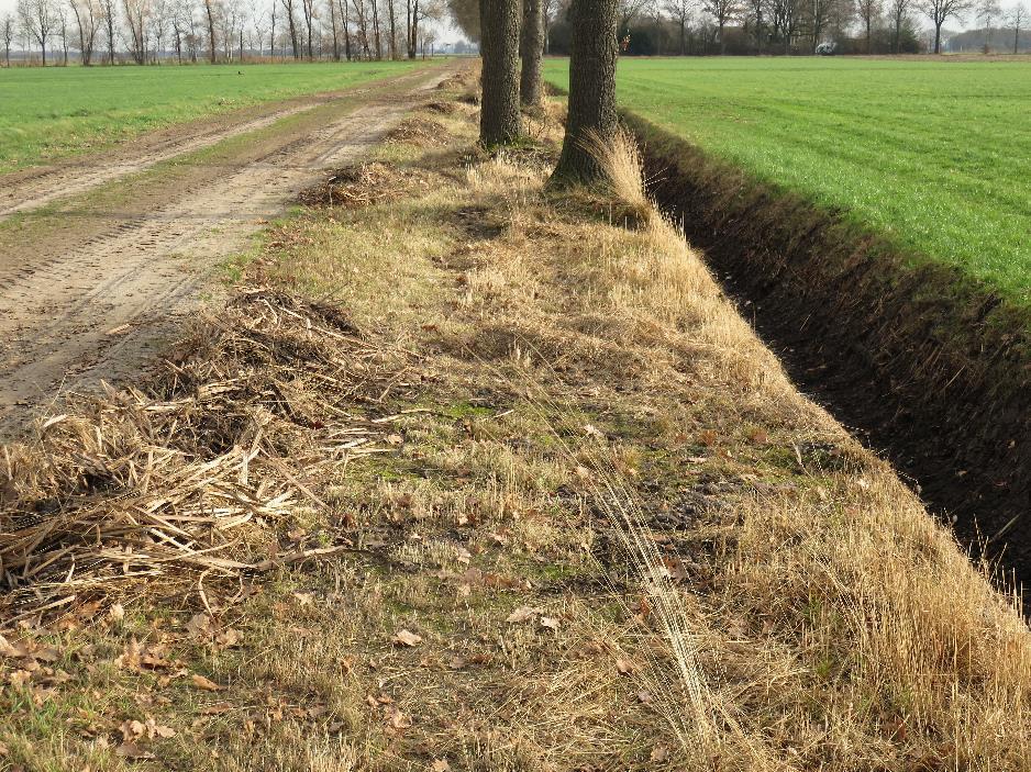 NOORDELIJKE DWARSWEG De eerste 100 meter tot aan een boerderij nog verhard. Daarna een brede zandweg met aan de zuidzijde eikenbomen.