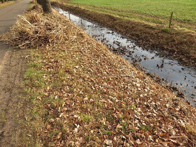 Aan de noordzijde veel lisdodde en een drogere schralere berm.