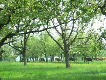 picknickweitje