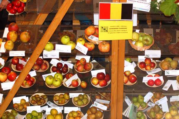 Pomologie of fruit in geuren en kleuren. Soorten die bij velen onder u ongetwijfeld een lichtje zullen doen branden Meer dan 1000 appel- en perenrassen passeren de revue.