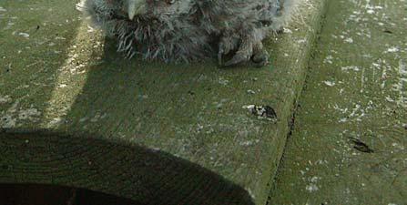 Ringgegevens Jan Wouters liet weten dat hij in totaal vijf broedsels had geringd en hier volgt zijn opgave: Reusel op twee plaatsen met respectievelijk 6 en 4 jongen waarvan 3 geringd; Hoogeloon, 3