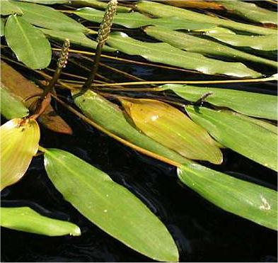 Op alle monitoringlocaties zijn waterplanten aangetroffen. Daar waar waterplanten voorkomen is de abundantie en het aantal aanwezige soorten over het algemeen goed.