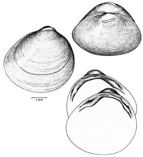 natuurhistorisch maandblad juni 2017 jaargang 106 6 115 Ervaringen met het determineren van erwtenmossels Jan Koert, Achter de Kruiskapel 28, 6127 BZ Grevenbicht, e-mail: pog.mo.thon@kpnplanet.