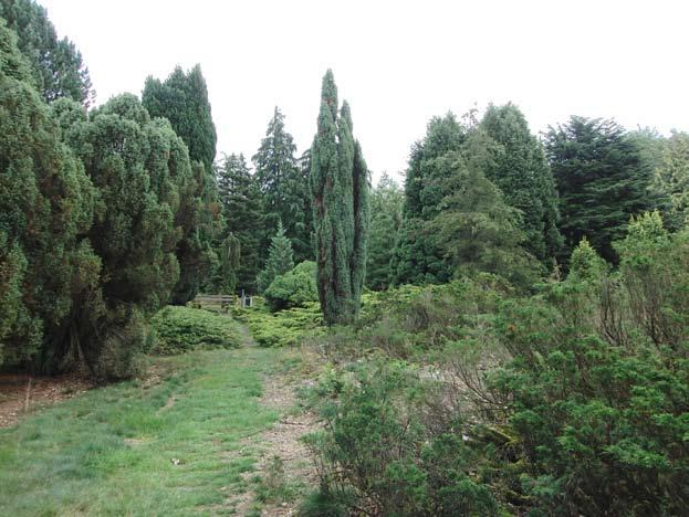 Ger Bootsman (foto jubileum 1993) Everhard Everts Foto onder: Centraal staat de Ierse jeneverbes Juniperus communis Hibernica Toekomst Om het voortbestaan van het pinetum op