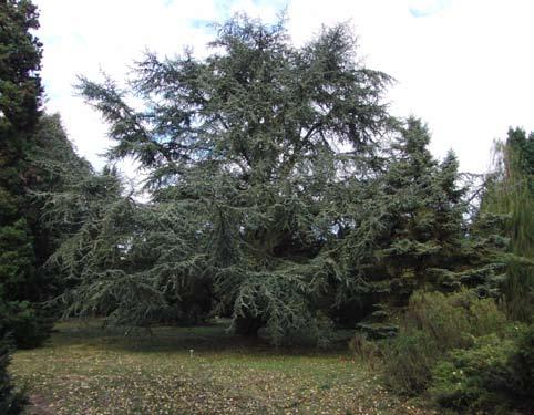 Enkele zeldzame coniferen hebben het helaas niet gehaald, waaronder de winterhard geachte Cupressus bakeri en de C. macrocarpa.