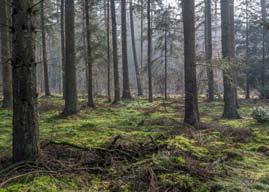 Het is zo stil en donker in het bos. ueen uitspraak van die strekking hoor je nog wel eens. Vaak gaat het dan om een bos met sparren.