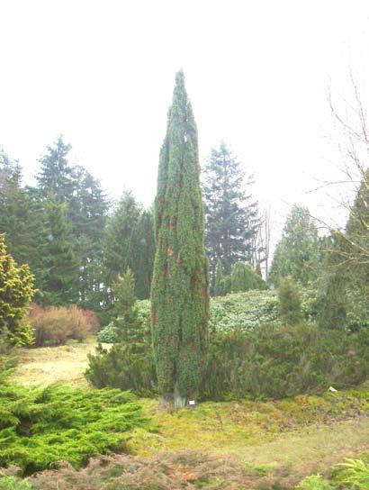 Ierse jeneverbes ubijna over het gehele noordelijk halfrond komt de gewone jeneverbes (Juniperus communis) voor.