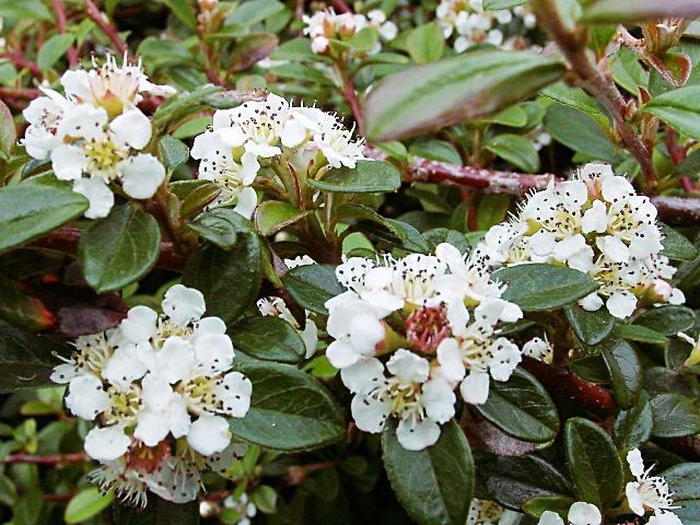 Cotoneaster x