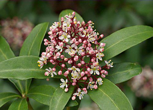 Skimmia japonica Witte