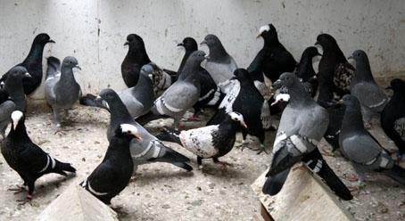 Spreeuwduif (NL) Starling Pigeon (UK) Startaube (D) Etourneau (F) Een Spreeuwduif is een zeer oud ras, wat al in de 16 e eeuw wordt beschreven.