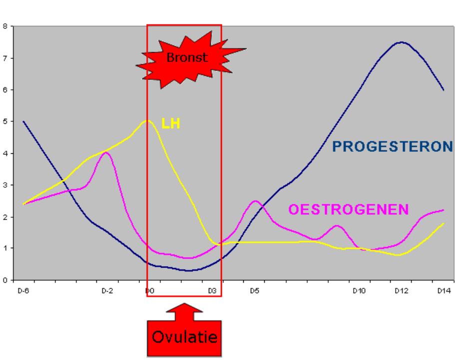 Fig. 1: De cyclus van een zeug (uit Van Gansbeke et al., 2011) 2.