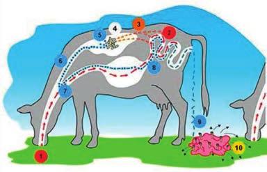 WORMEN Vee (rundvee, schapen en paarden) kan last hebben van verschillende groepen van wormen: maagdarmwormen, longwormen, leverbot en lintwormen.