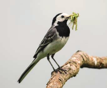 Als het insectaanbod afneemt door het gebruik van deze chemische middelen kunnen volwassen vogels en hun jongen moeilijker aan hun benodigde hoeveelheid voedsel komen.