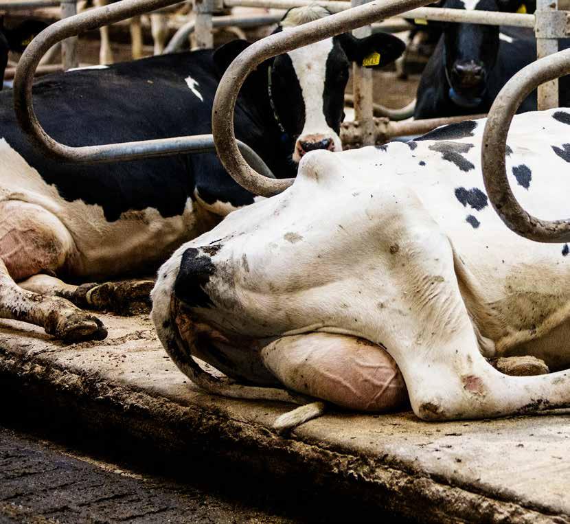 RUSTEN De wensen van de boer en de voorkeuren van de koe De ideale ligplaats voor de koe is afhankelijk van maat en vorm. De juiste vorm houdt de veestapel in vorm.