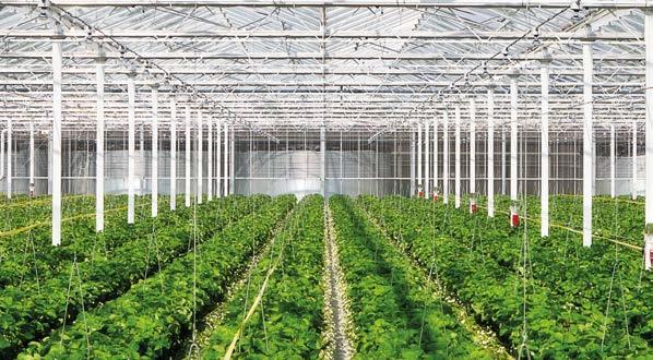 MJ-Tech b.v. al jaren de specialist als het gaat om hogedruknevel in de glastuinbouw. TUINBOUW Beheers uw klimaat Planten bestaan voor 80-90% uit water.