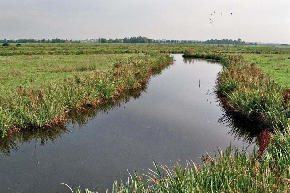 Figuur 5: Polder