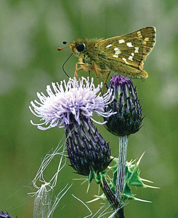 Van kommavlinder is echter bekend dat hij op zoek naar geschikte nectarplanten grotere afstanden kan overbruggen en pendelvluchten maakt.