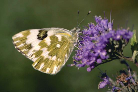 In totaal gaat het om 24 vlinders in 14 km hokken. Oranje luzernevlinder foto: Jelle de Vries Oranje luzernevlinder. Er zijn drie vlinders gezien.