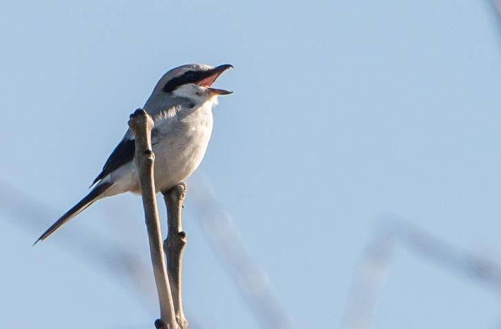 Klapeksters op t plateau NP De Meinweg van belang voor overwinterende Klapeksters (3-5 jaarlijks) Plateau ondergeschikte rol (incidenteel 1) ondanks enkele geschikte