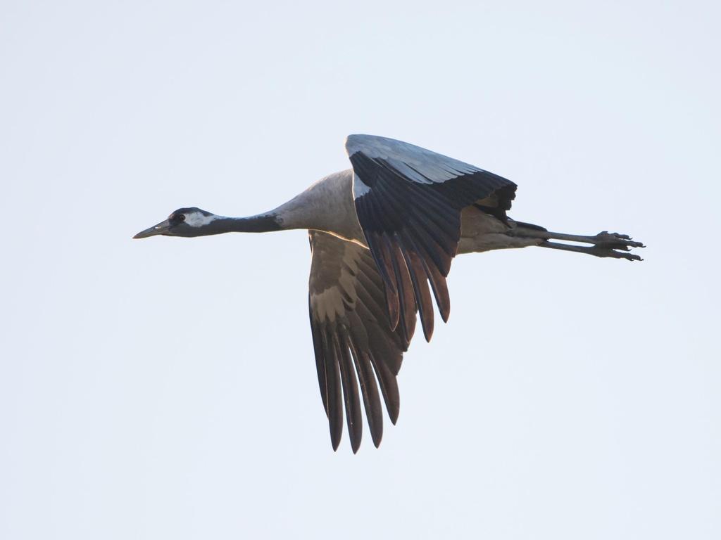 Kraanvogels Plateau van oudsher bekende pleisterplaats voor Kraanvogels in Limburg Laatste jaren zeer frequent vogels aan de grond (Voorjaar) (bij sterk toenemende Europese