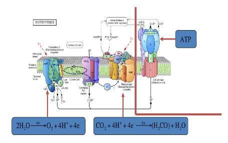 Biofuels