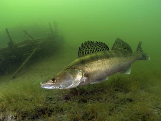 Belangrijkste aanpassingen - vissen Leeftijdsopbouw snoekbaars Vervallen voor alle meren en
