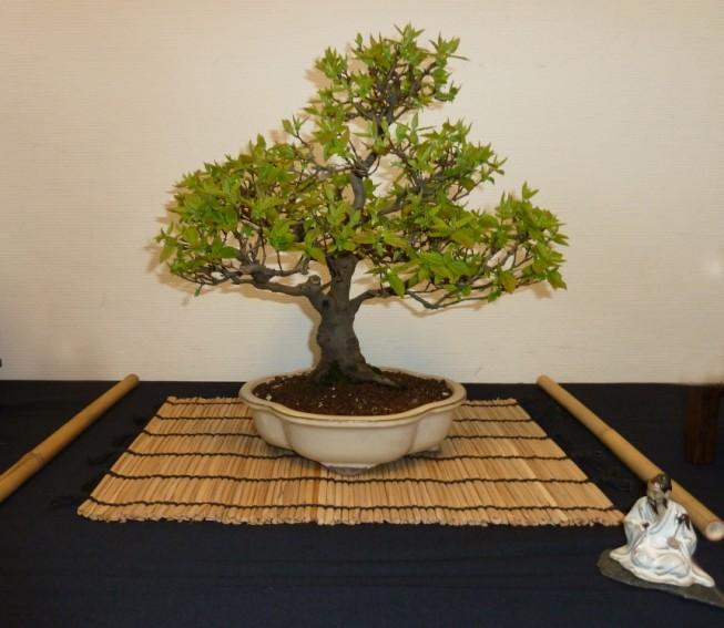 Veel is afhankelijk van de locatie waar de bonsai staan opgesteld.