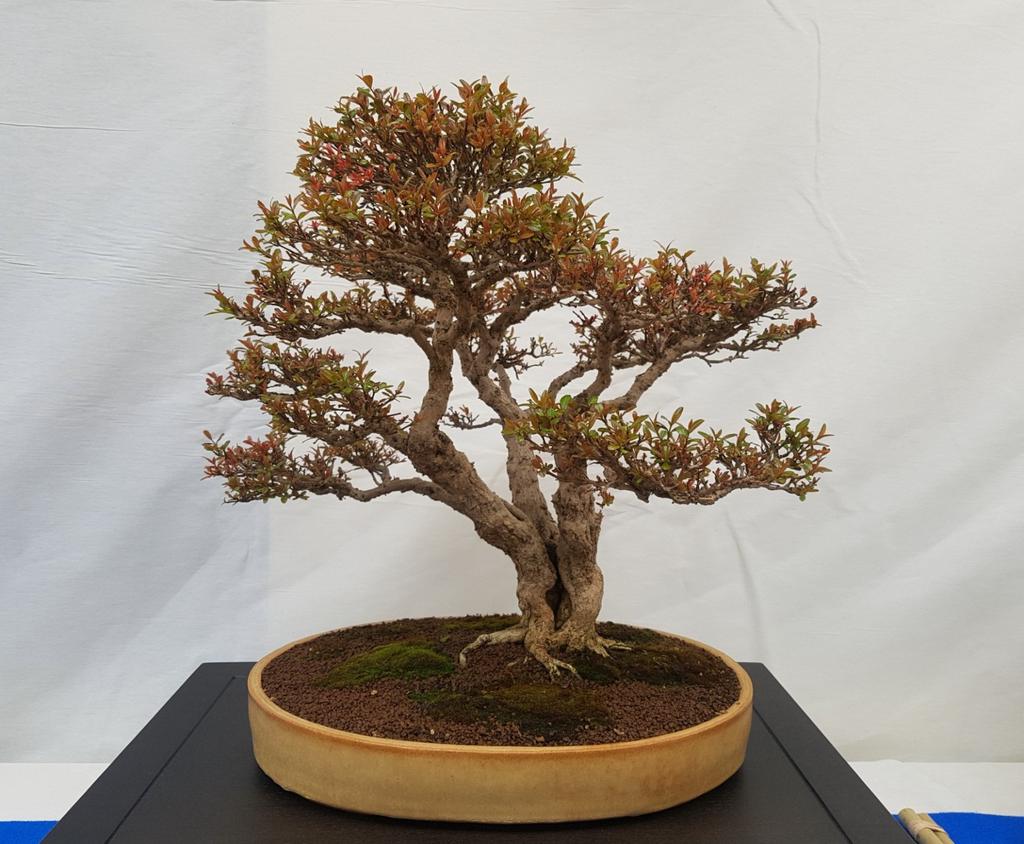 Een tentoonstelling met bonsai die over het algemeen een respectabele leeftijd hebben gezien de zeer fraaie stammen, maar gezien de vertakking nog een paar jaar hadden moeten groeien, en
