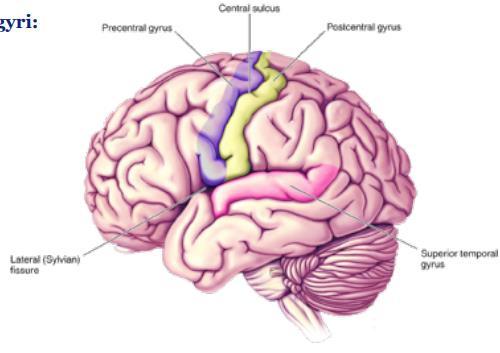 Herkenbare gyri en sulci Als we naar het hele brein kijken, zien we bulten en groeven op de cortex. Het oppervlak bestaat uit gyri en sulci. Sommige zijn heel herkenbaar, iedereen heeft die.