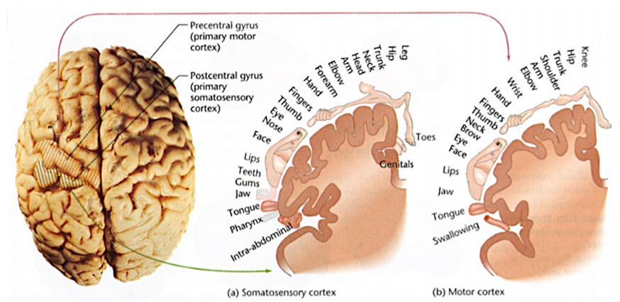 Somatosensorische homunculus Homunculus = klein mens. Het laat zien waar je het meest gevoelig bent als mens.