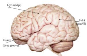 Anatomische termen en definities Tract (witte stof baan) Een bundel axonen in het centrale zenuwstelsel, ook wel projectie genoemd.