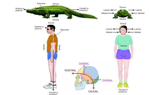 Je hebt ook nog rostraal en caudaal: van kop tot staart. Alleen is dat bij de meeste dieren anders dan bij mensen. Bij ons is het omgebogen van rostraal naar caudaal.