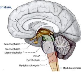 Voornaamste componenten van het brein Achterhersenen Medulla, pons en cerebellum. Middenhersenen Deel van de hersenstam, inclusief sensorische en bewegingskernen.